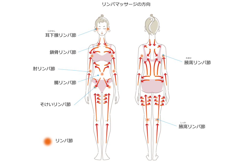 リンパ節とリンパ系の図