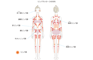 リンパ節とリンパ系の図